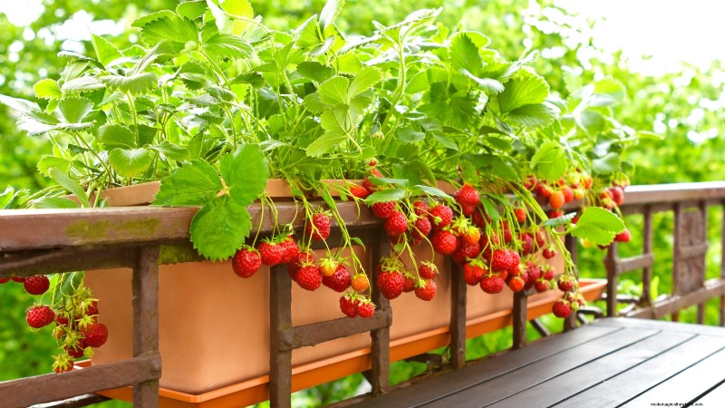 Spring Container Garden Ideas: 13 Stunning Designs