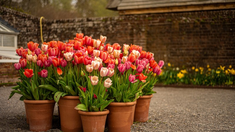 Spring Container Garden Ideas: 13 Stunning Designs