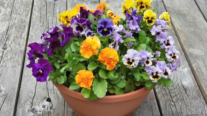 Spring Container Garden Ideas: 13 Stunning Designs