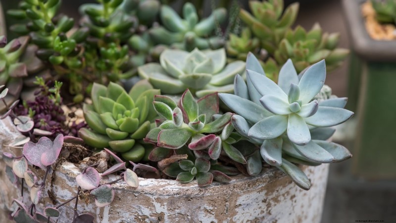 Spring Container Garden Ideas: 13 Stunning Designs