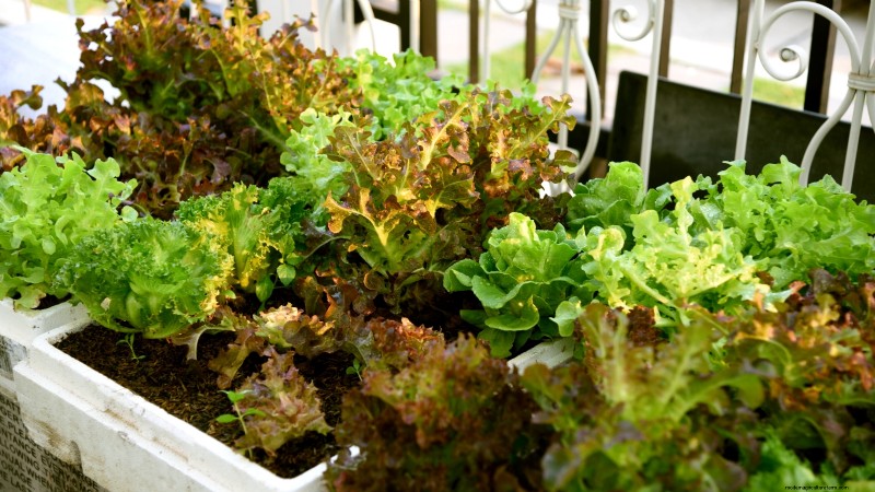 Spring Container Garden Ideas: 13 Stunning Designs