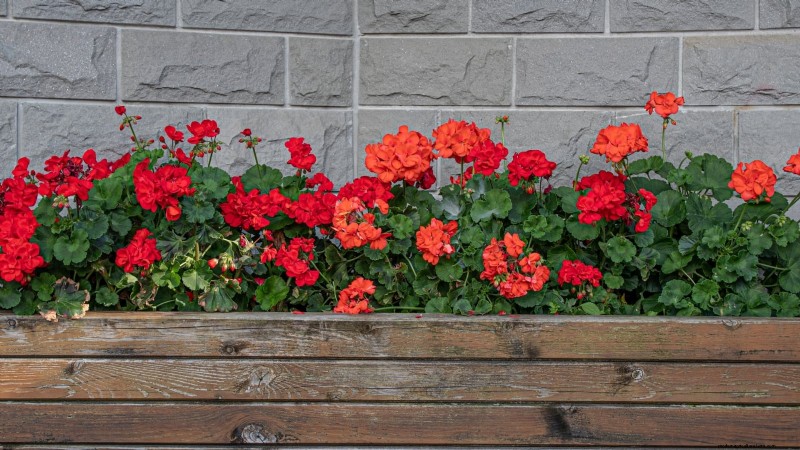 Spring Container Garden Ideas: 13 Stunning Designs
