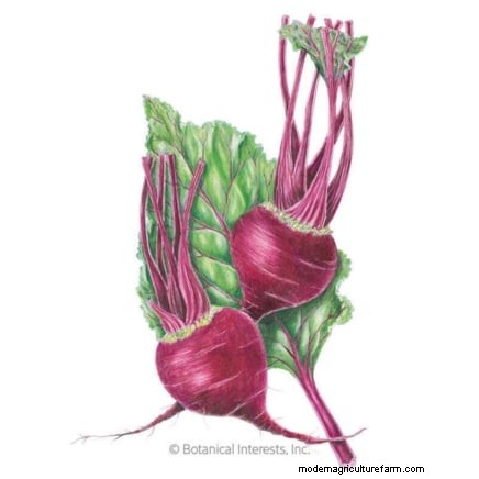 Essential Vegetables for a Sustainable Survival Garden