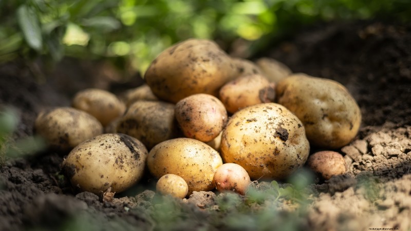 Essential Vegetables for a Sustainable Survival Garden