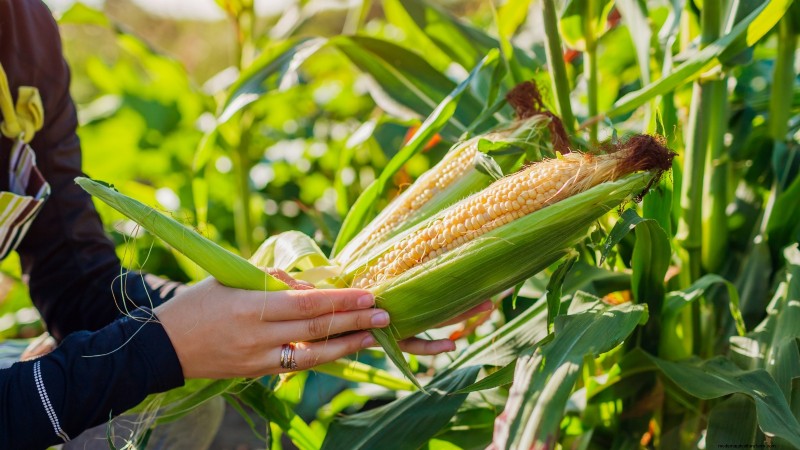Essential Vegetables for a Sustainable Survival Garden
