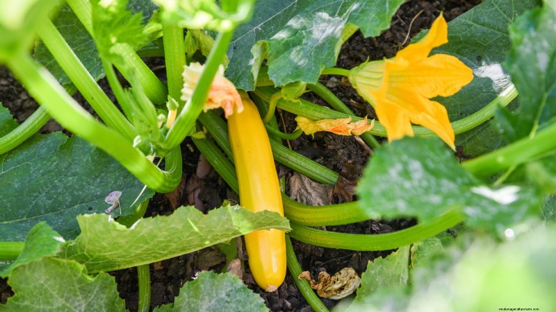 Essential Vegetables for a Sustainable Survival Garden