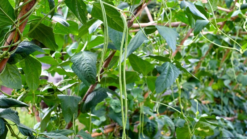 Essential Vegetables for a Sustainable Survival Garden
