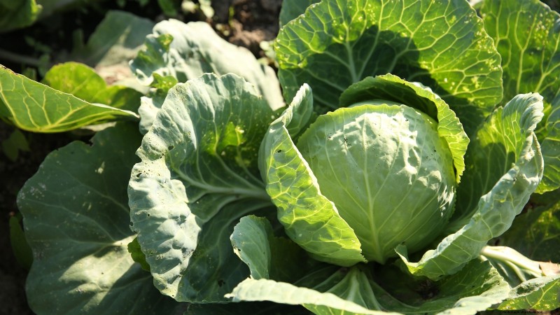 Essential Vegetables for a Sustainable Survival Garden