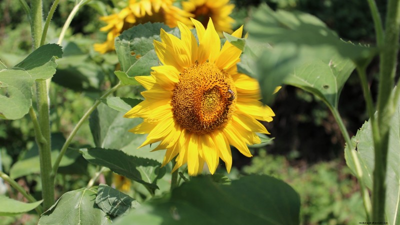 Essential Vegetables for a Sustainable Survival Garden