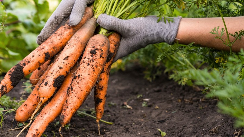 Essential Vegetables for a Sustainable Survival Garden