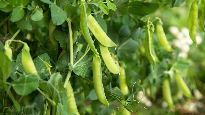Essential Vegetables for a Sustainable Survival Garden