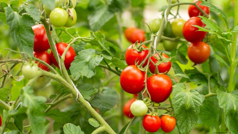 Essential Vegetables for a Sustainable Survival Garden