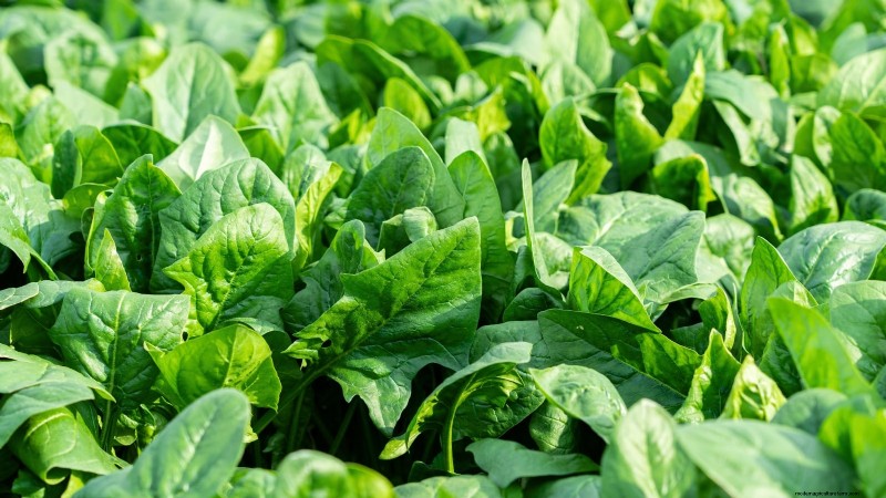 Essential Vegetables for a Sustainable Survival Garden