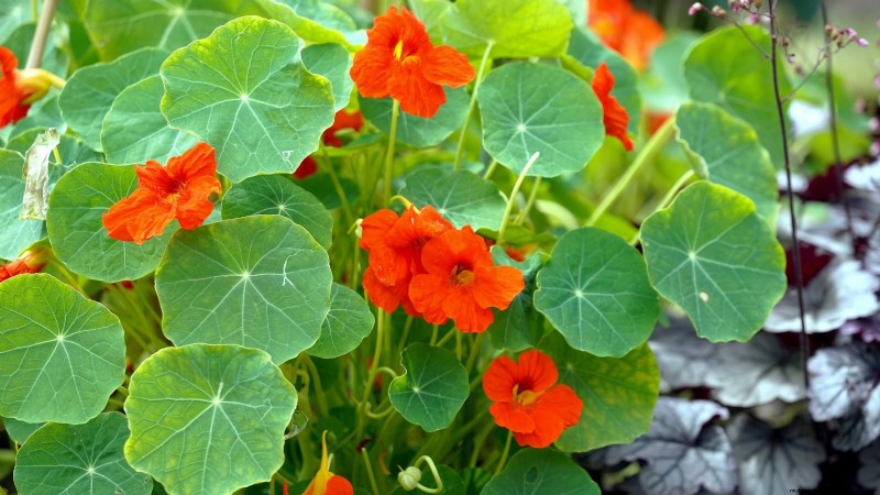 Essential Vegetables for a Sustainable Survival Garden