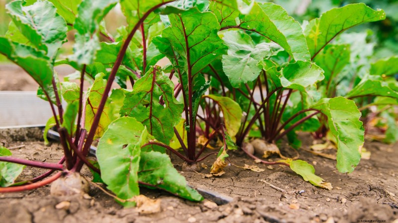 Essential Vegetables for a Sustainable Survival Garden