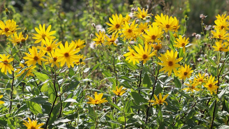 Essential Vegetables for a Sustainable Survival Garden