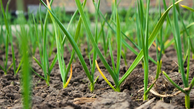 Essential Vegetables for a Sustainable Survival Garden