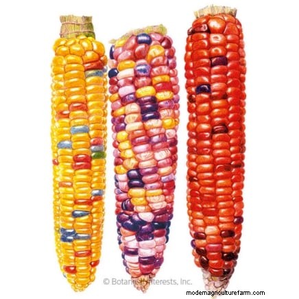 11 Must-Plant Survival Garden Seeds for Spring - Build Food Security