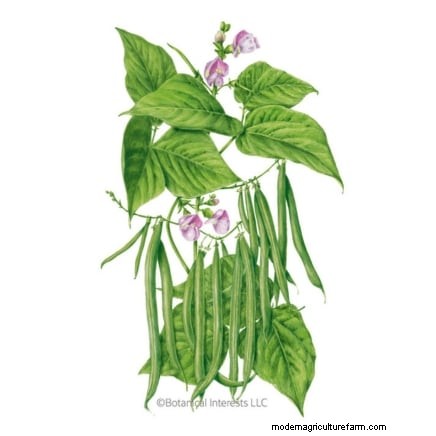 11 Must-Plant Survival Garden Seeds for Spring - Build Food Security