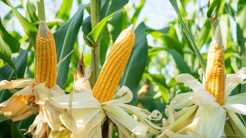 11 Must-Plant Survival Garden Seeds for Spring - Build Food Security
