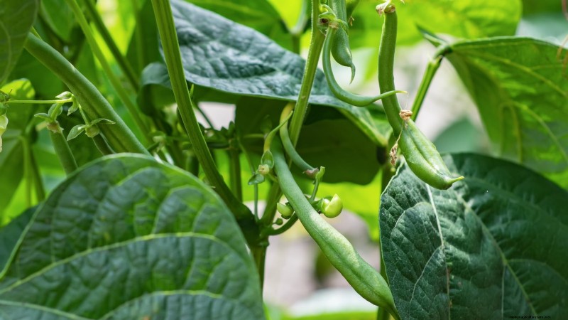 11 Must-Plant Survival Garden Seeds for Spring - Build Food Security