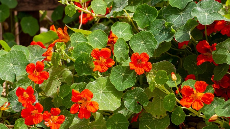 11 Must-Plant Survival Garden Seeds for Spring - Build Food Security