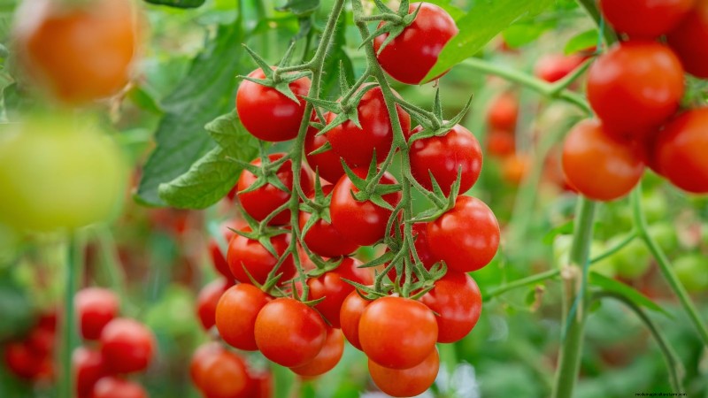 11 Must-Plant Survival Garden Seeds for Spring - Build Food Security