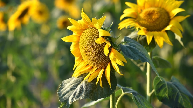 11 Must-Plant Survival Garden Seeds for Spring - Build Food Security