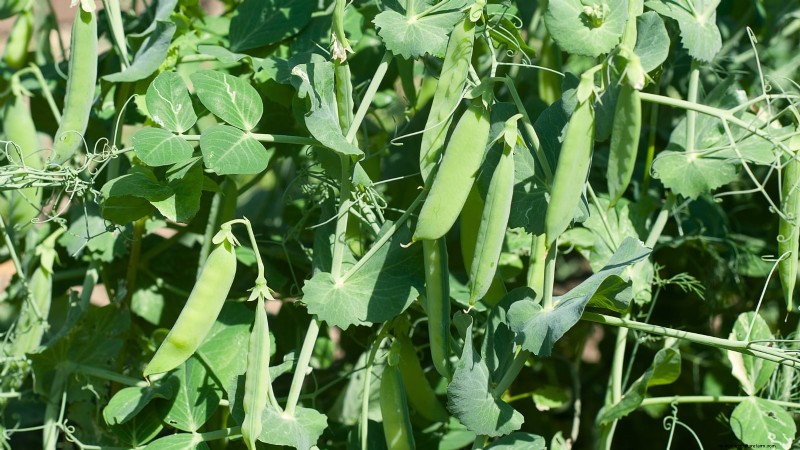 11 Must-Plant Survival Garden Seeds for Spring - Build Food Security