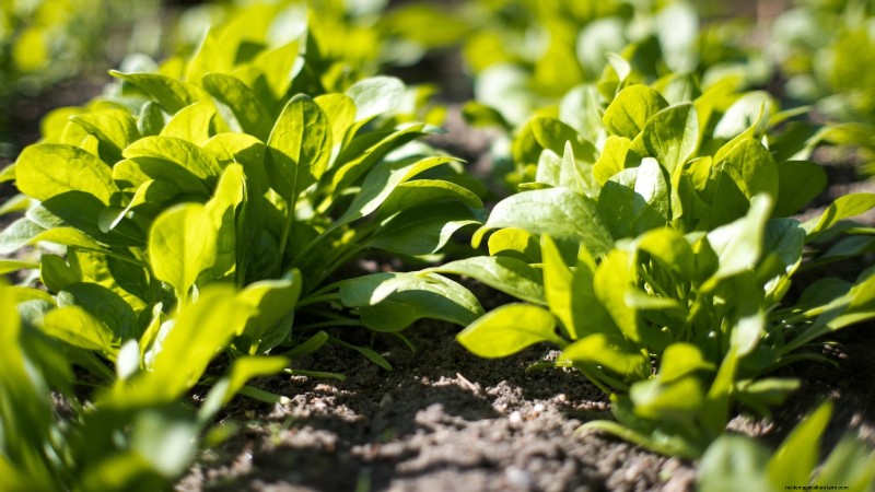 11 Must-Plant Survival Garden Seeds for Spring - Build Food Security