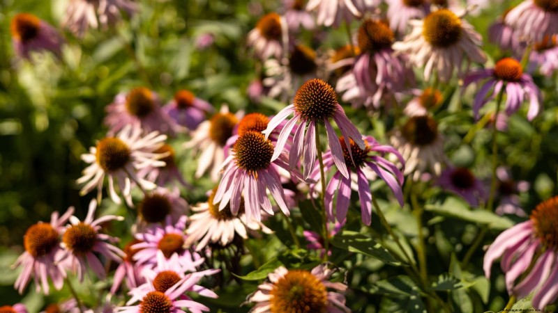 11 Must-Plant Survival Garden Seeds for Spring - Build Food Security