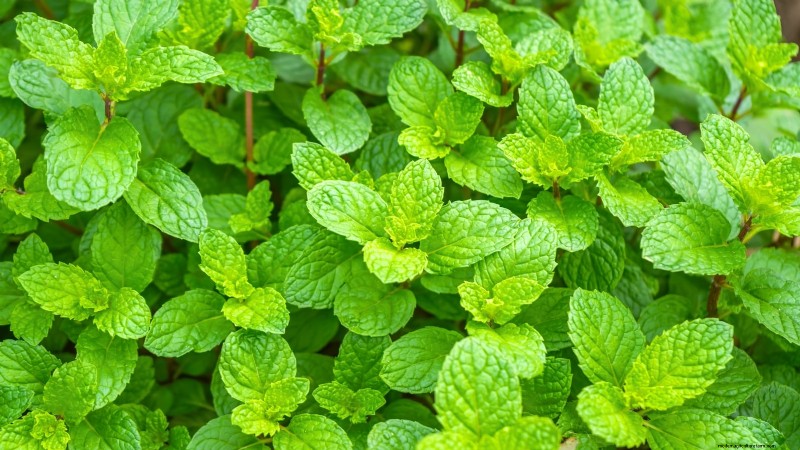 11 Must-Plant Survival Garden Seeds for Spring - Build Food Security