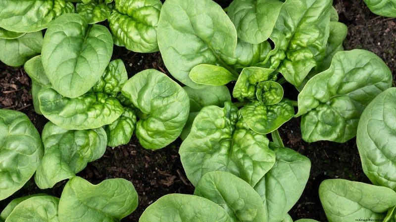 Grow Your Own Food: 11 Crops to Save on Groceries