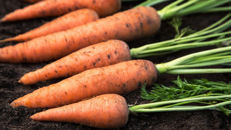 Grow Your Own Food: 11 Crops to Save on Groceries