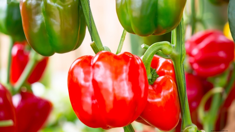 Grow Your Own Food: 11 Crops to Save on Groceries