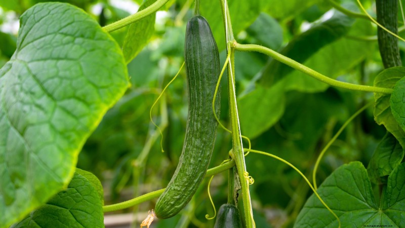 Grow Your Own Food: 11 Crops to Save on Groceries