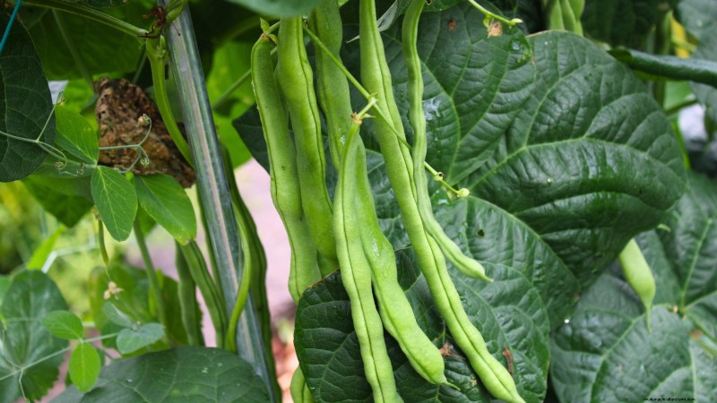 Grow Your Own Food: 11 Crops to Save on Groceries
