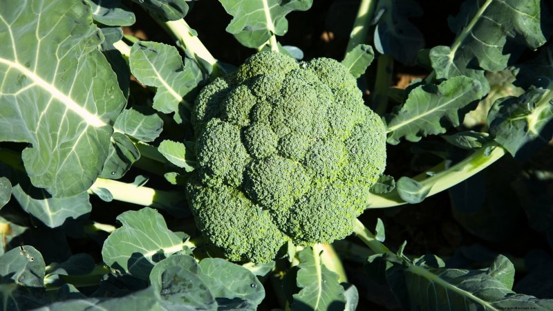 Grow Your Own Food: 11 Crops to Save on Groceries