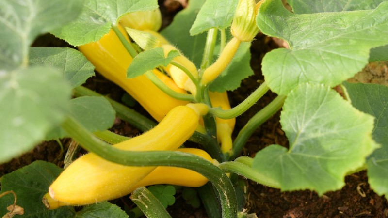 Grow Your Own Food: 11 Crops to Save on Groceries