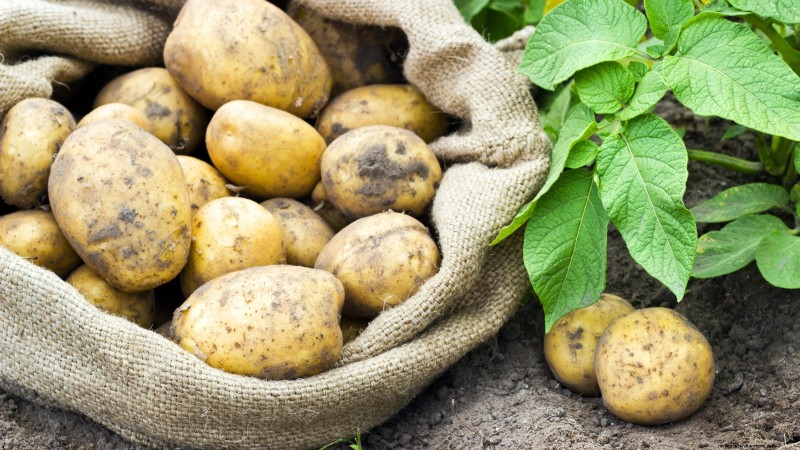 Grow Your Own Food: 11 Crops to Save on Groceries