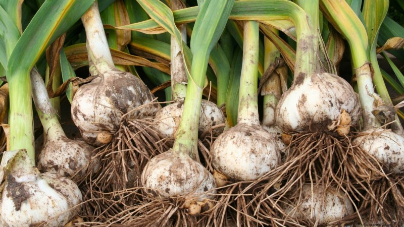 Grow Your Own Food: 11 Crops to Save on Groceries