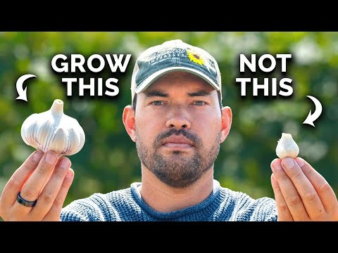 Grow Your Own Food: 11 Crops to Save on Groceries