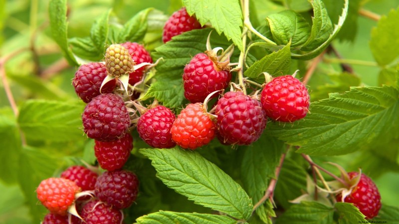 Best Berry Bushes to Plant in Spring: A Beginner s Guide