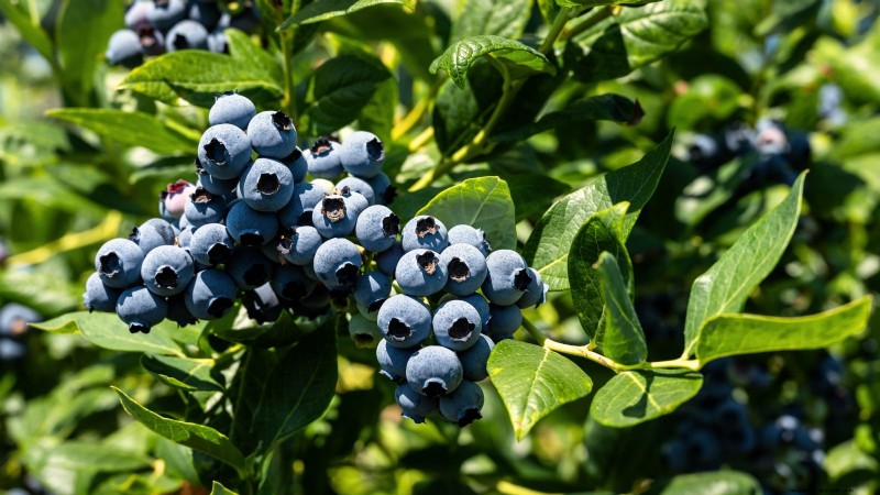 Best Berry Bushes to Plant in Spring: A Beginner s Guide