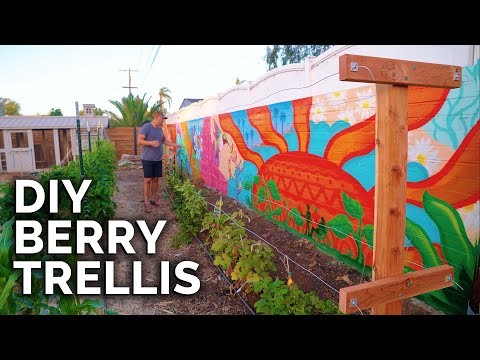 Best Berry Bushes to Plant in Spring: A Beginner s Guide