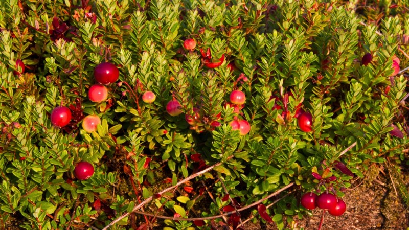 Best Berry Bushes to Plant in Spring: A Beginner s Guide