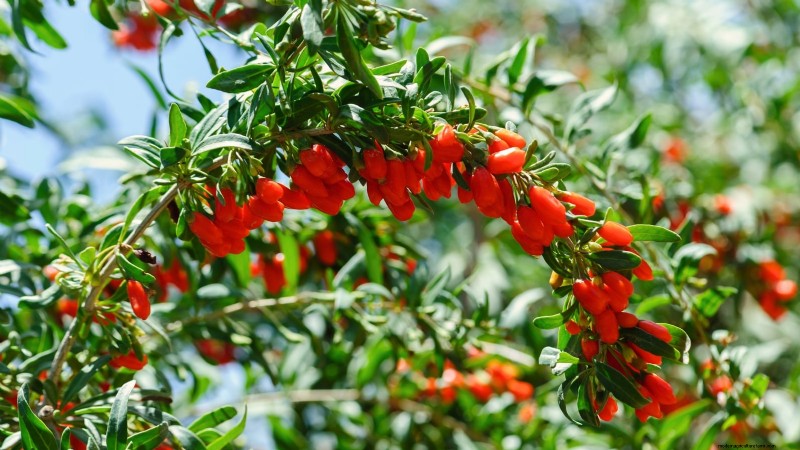 Best Berry Bushes to Plant in Spring: A Beginner s Guide
