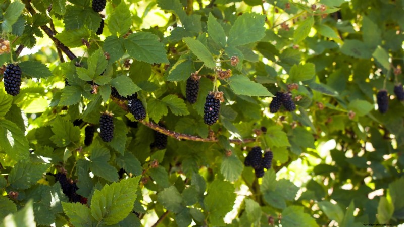 Best Berry Bushes to Plant in Spring: A Beginner s Guide