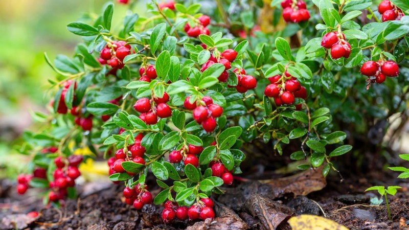 Best Berry Bushes to Plant in Spring: A Beginner s Guide