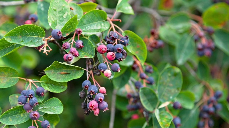 Best Berry Bushes to Plant in Spring: A Beginner s Guide